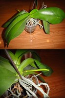 Orhidee alba neinflorita