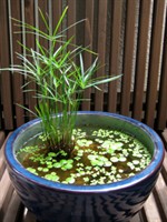 Plante de apartament - pui de cyperus