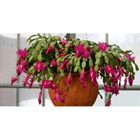 pui de schlumbergera