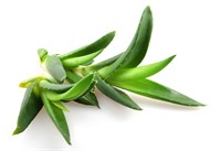 pui de aloe vera