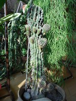 Cactusi - pui
