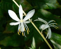 Planta de apartament: Spider Plant