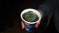 pui de cactus rotund