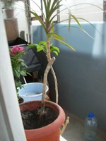 Dracena