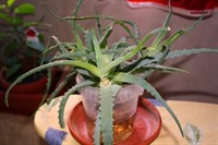 Pui Aloe Vera