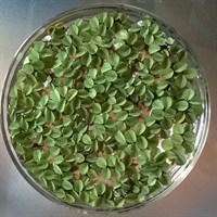 Salvinia (1)