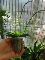Mini-phalaenopsis