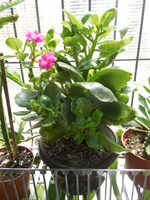 Kalanchoe ciclam