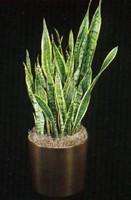 Pui de sanseveria