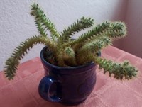 Cactus 4