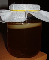 Pui de Kombucha