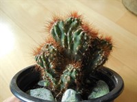 Cactus - Cereus monstrose rojo
