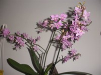 Orhidee Phalaenopsis