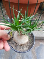 Beaucarnea recurvata