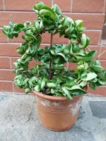 Hoya compacta