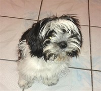 Catel rasa shih-tzu