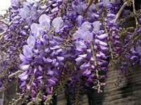 Seminte de glicina (Wisteria)