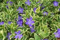 Vinca major variegata