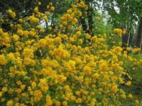 Lastar arbust Kerria Japonica