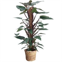 Pui de Philodendron-mandianum