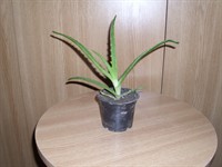 Pui de aloe 1