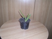 Pui de aloe vera 3