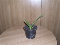 Pui de aloe vera 4