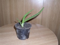 Pui de aloe vera 6