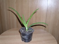 Pui de aloe vera 7