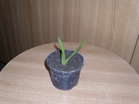 Pui de aloe vera 8