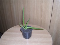 Pui de aloe vera 9