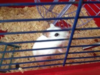 Donez hamster