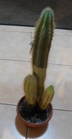 Cactusi