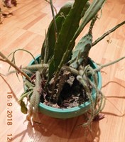 3 tipuri de cactusi