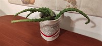 Cactus Stapelia