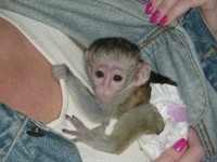   Minunata maimuta capucina pentru adoptie         