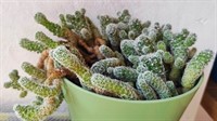 Lastar cactus 2