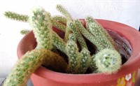 Lastar cactus 3