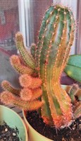 Lastar cactus 4