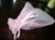 Saculet satin