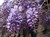 Seminte Wisteria (Glicina) (2)