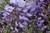 Seminte Wisteria (Glicina) (2)