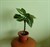 Dieffenbachia - planta decorativa prin frunzis
