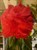 Pui trandafir chinezesc classic red