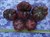 rosii negre gogosar - seminte (10)