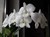 Orhidee - Dendrobium phalaenopsis