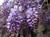 Seminte Wisteria (Glicina) (1)