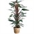 Pui de Philodendron-mandianum