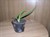 Pui de aloe vera 6