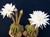1 cactus sferic matur Echinopsis